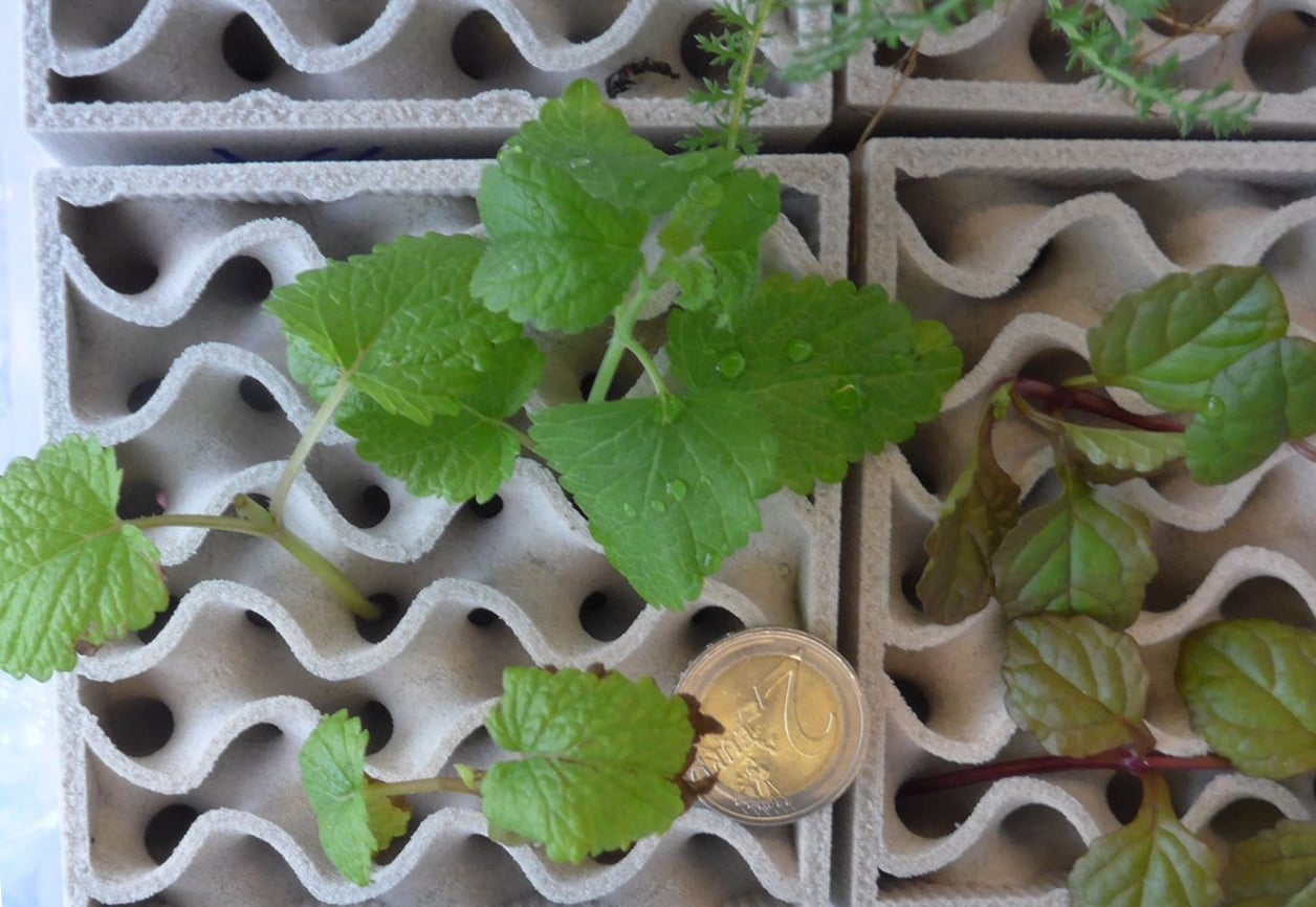 CAE symbiosis System made of mineral material with self-sustaining biological growth and thermally insulating 